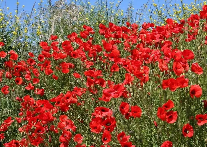 Huijsmansverhuur Type Premium De Luxe *